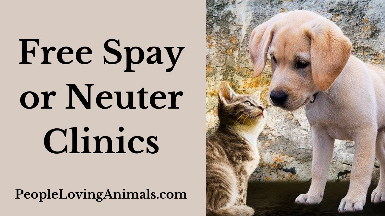 Free Spay or Neuter Clinics | How to Find Free or Low-Cost Spaying or - Services Offered By Ontario Spay And Neuter