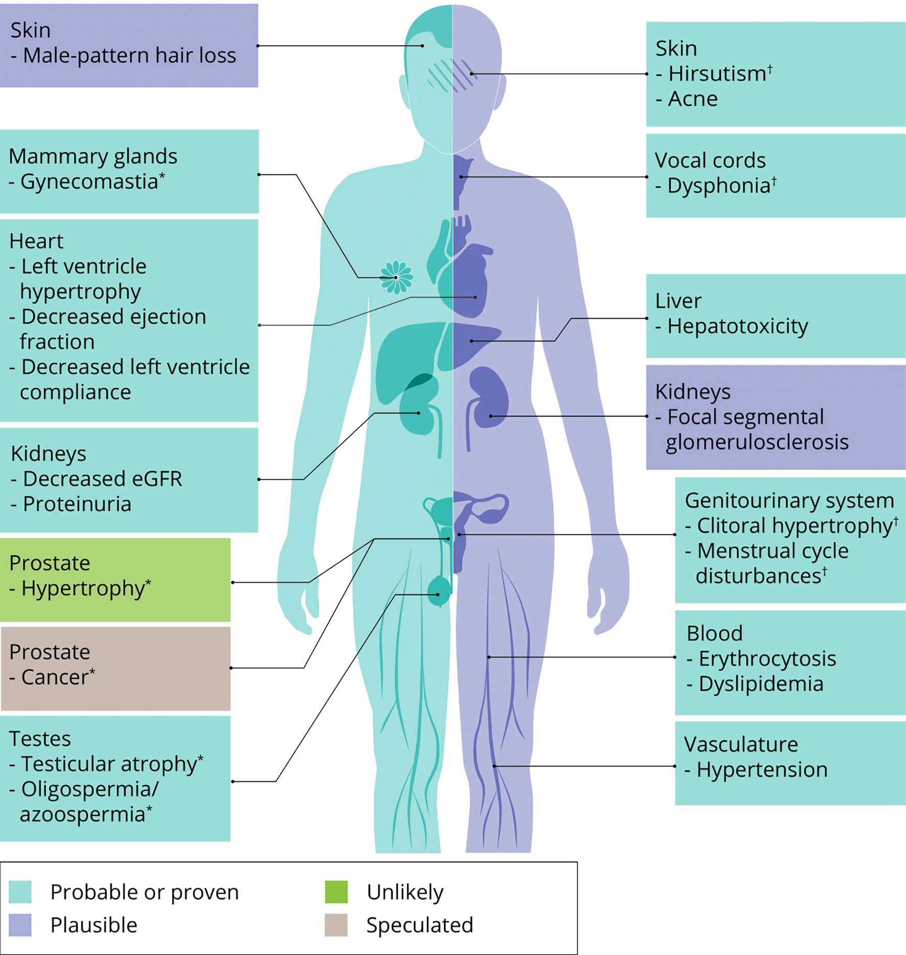 Frontiers | Anabolic–androgenic steroids: How do they work and what are - Androgenic Alopecia Marketed And Pipeline Drugs