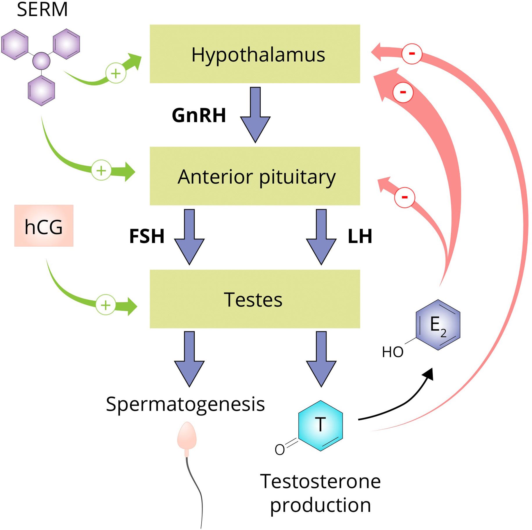 Frontiers | Anabolic–androgenic steroids: How do they work and what are - Androgenic Alopecia Marketed And Pipeline Drugs
