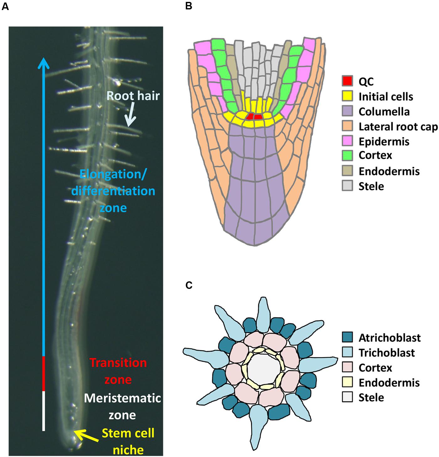 Frontiers | Epigenetic Control of Cell Division and Cell - Root Beer Without High Fructose Corn Syrup