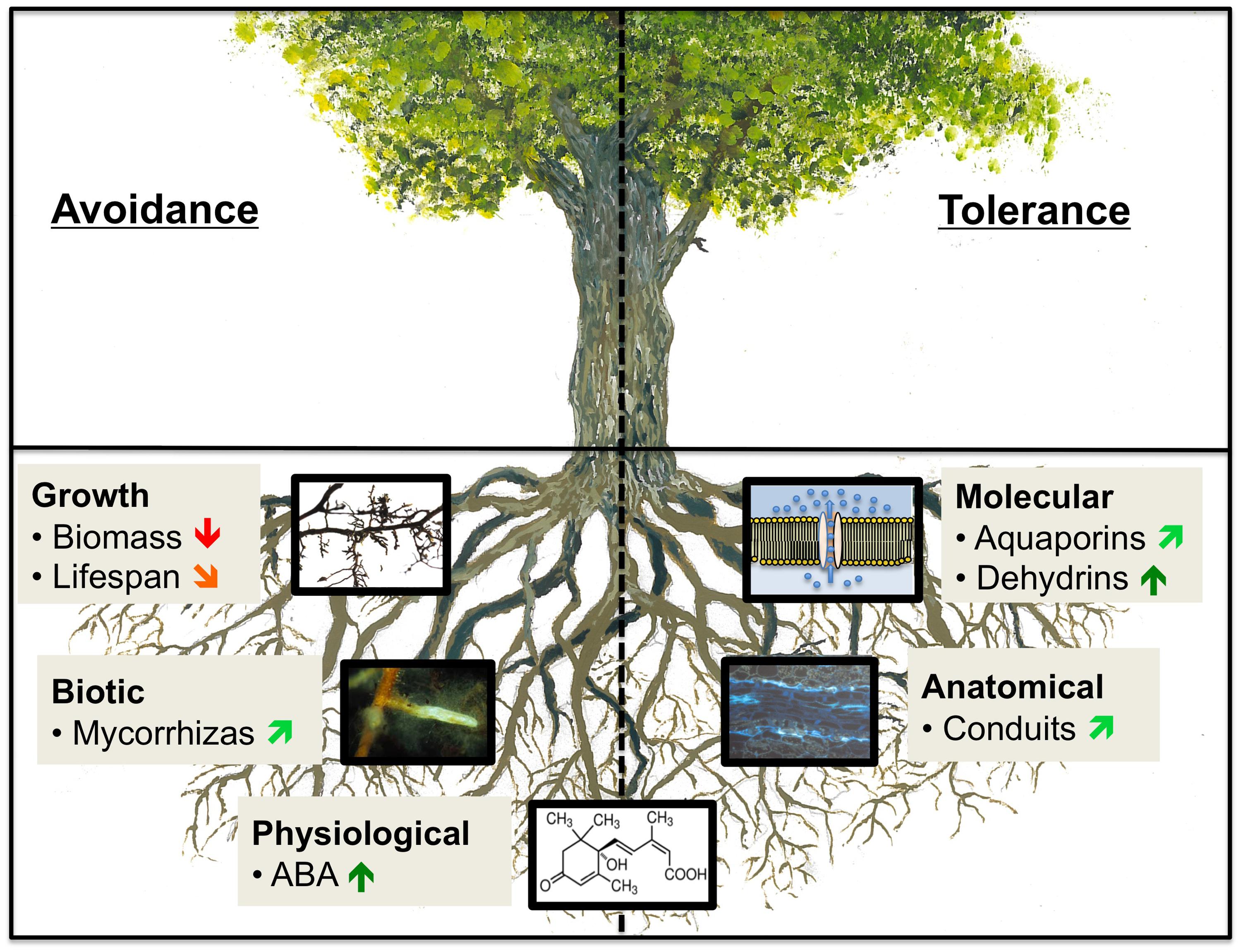 Frontiers | How tree roots respond to drought | Plant Science - Root Beer Without High Fructose Corn Syrup