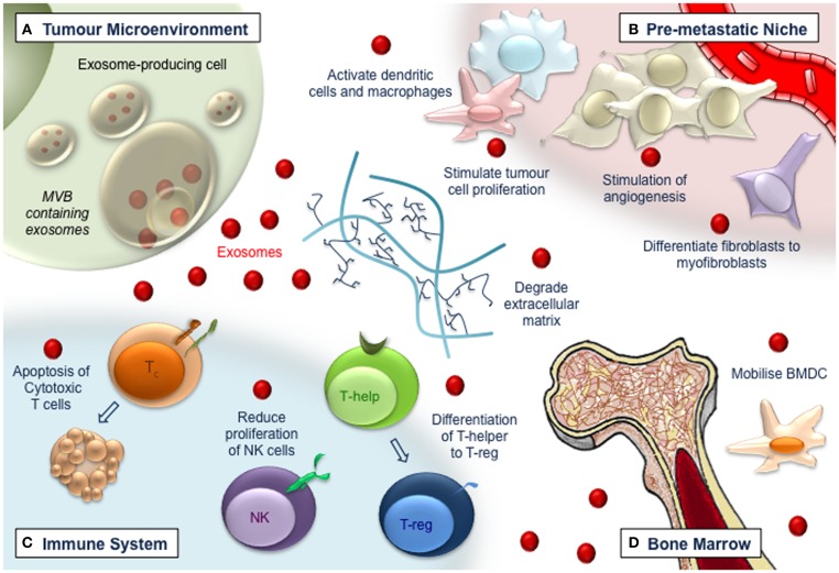 Functions and Therapeutic Roles of Exosomes in Cancer | Exosome RNA - Exosomes Key Players In Cancer And Potential Therapeutic Strategy