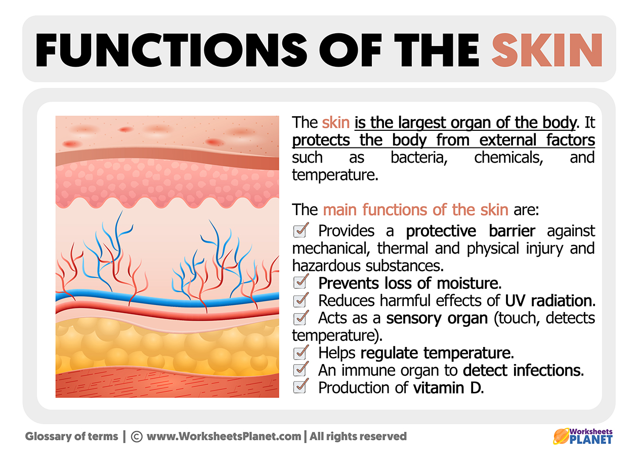 Functions of the Skin - Skin Pro With Copper Grounding Allround Barefoot Shoes