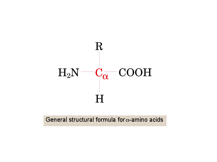 General structural formula for a-amino acids - What Is Amino Acid Based Formula