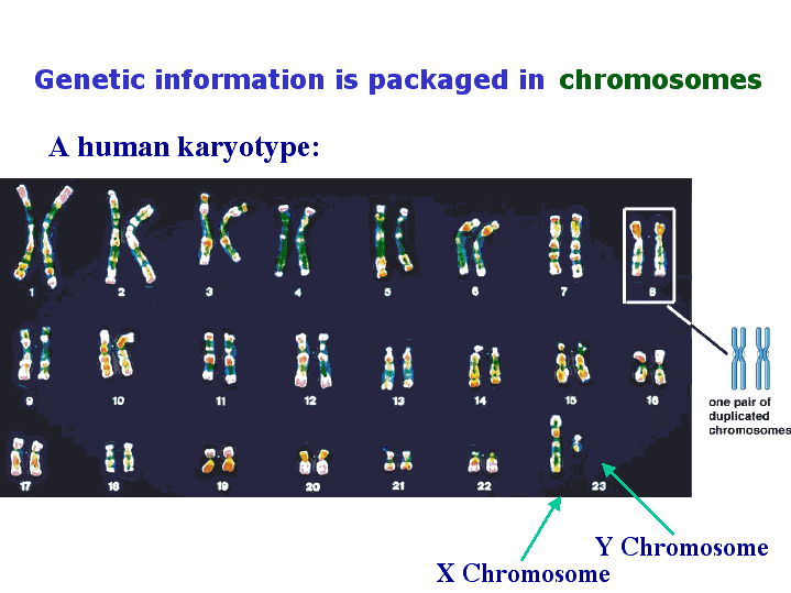 Genetic Information Is Bundled Into Packages Of