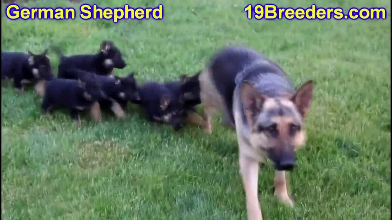German Shepherd Puppies For Sale In Chicago Area