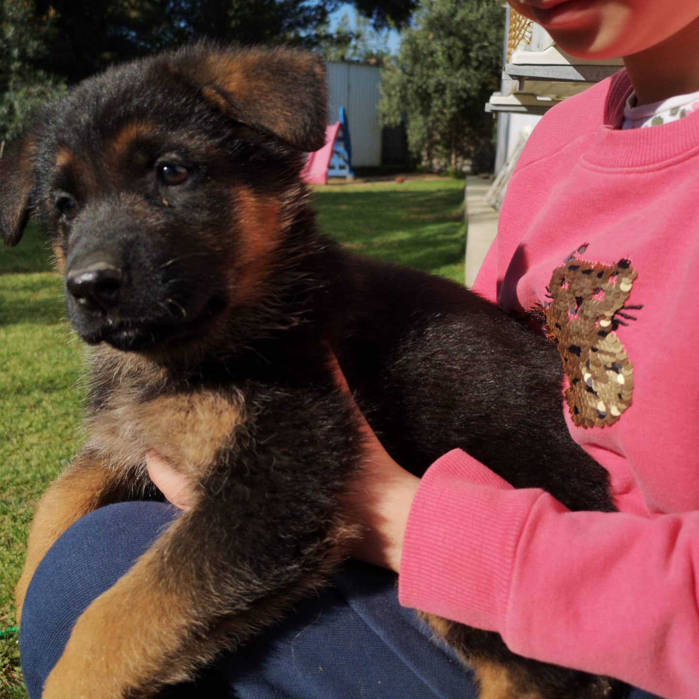 German shepherd Puppy | Puppies For Sale in Central New Jersey and - German Shepherd Puppies For Sale In Chicago Area