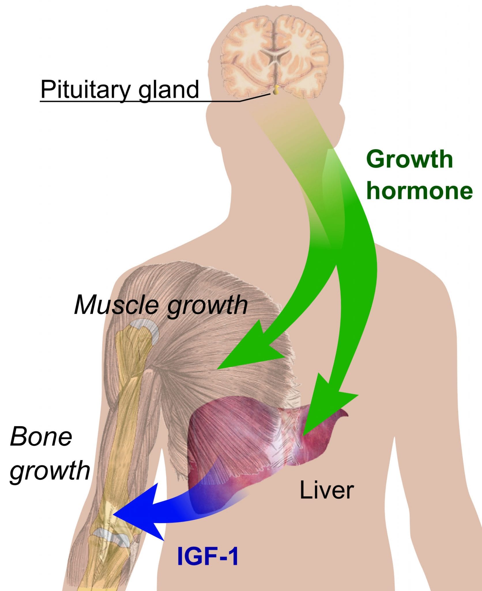 Hgh Vs Steroids For Muscle Growth