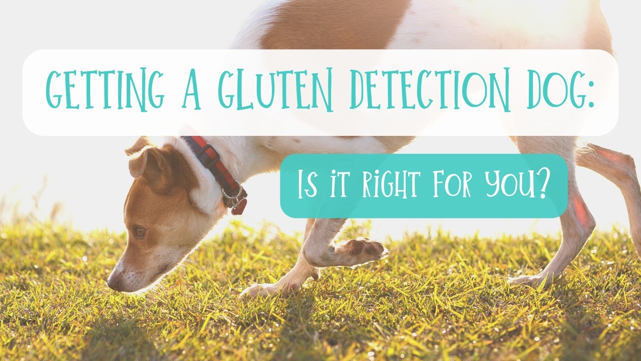 How To Get A Gluten Detection Dog