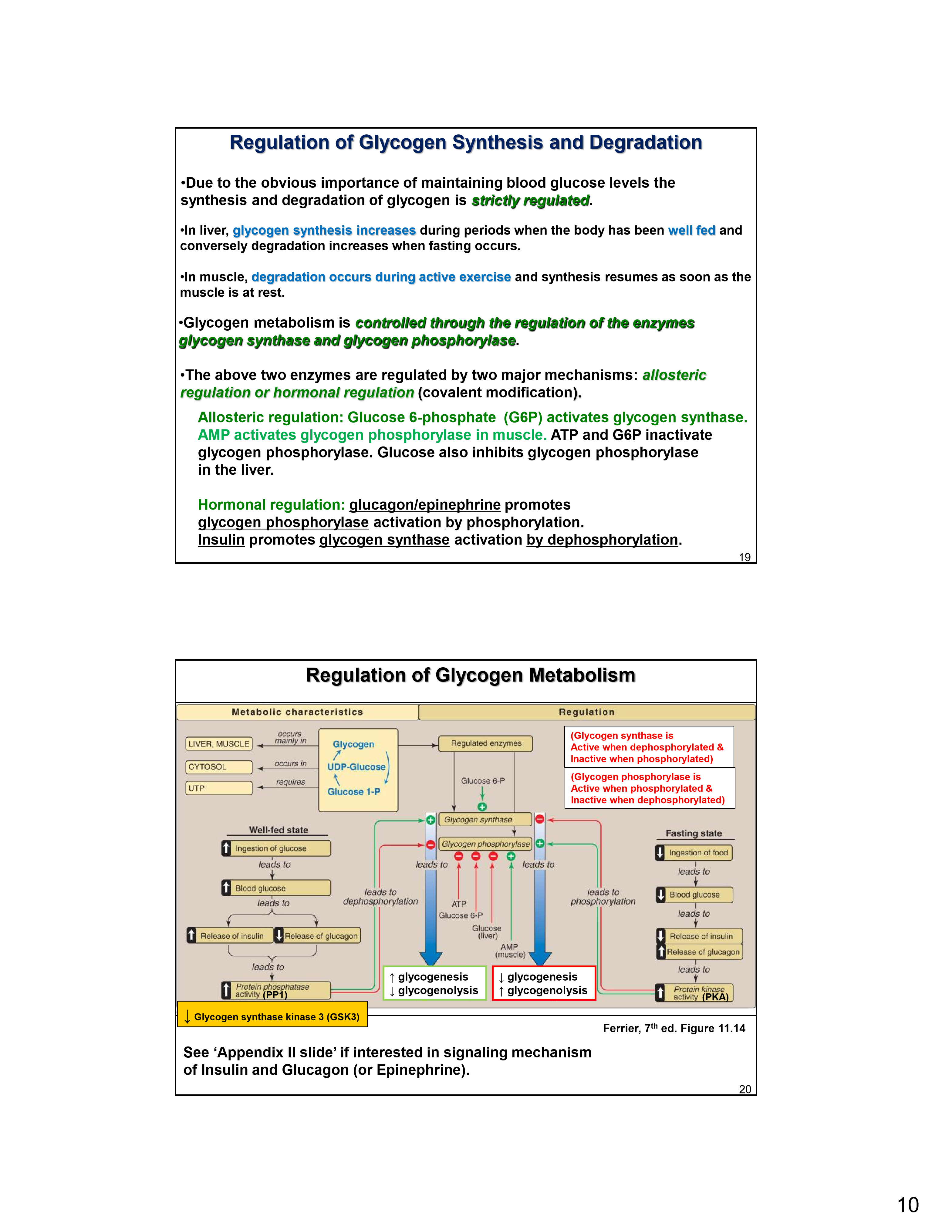 Glycogen Flashcards | Memorang - Indicate The Three Items That Describe Glycogen