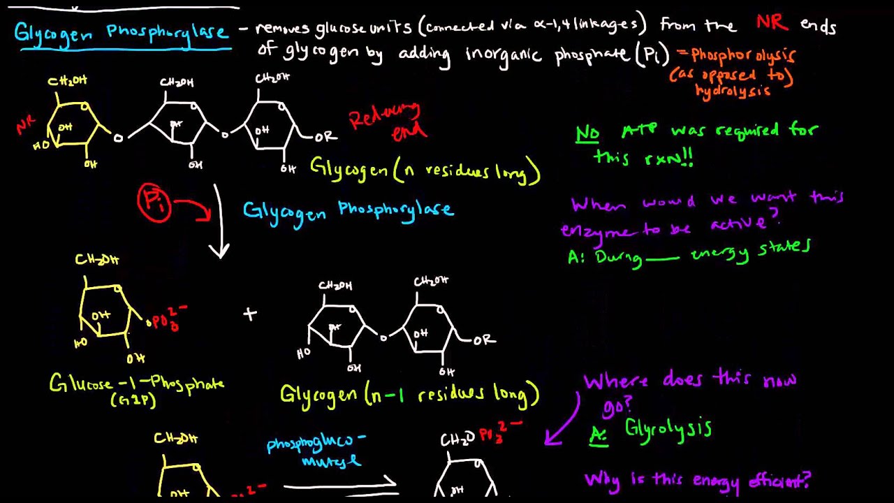 Glycogen (Part 3 of 4) - Glycogen Breakdown - YouTube - Indicate The Three Items That Describe Glycogen