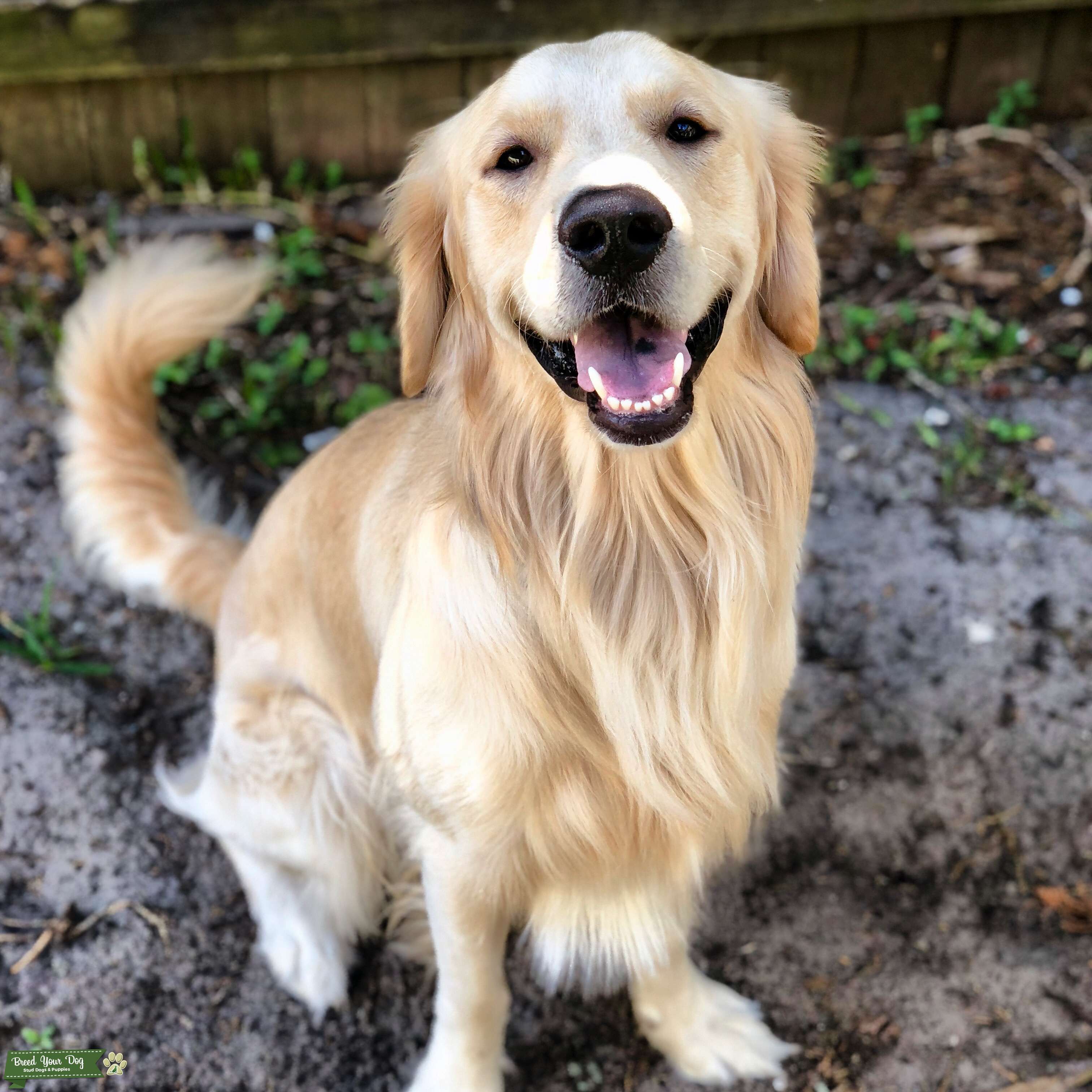 Golden Retriever - Golden Sun How To Transfer Data