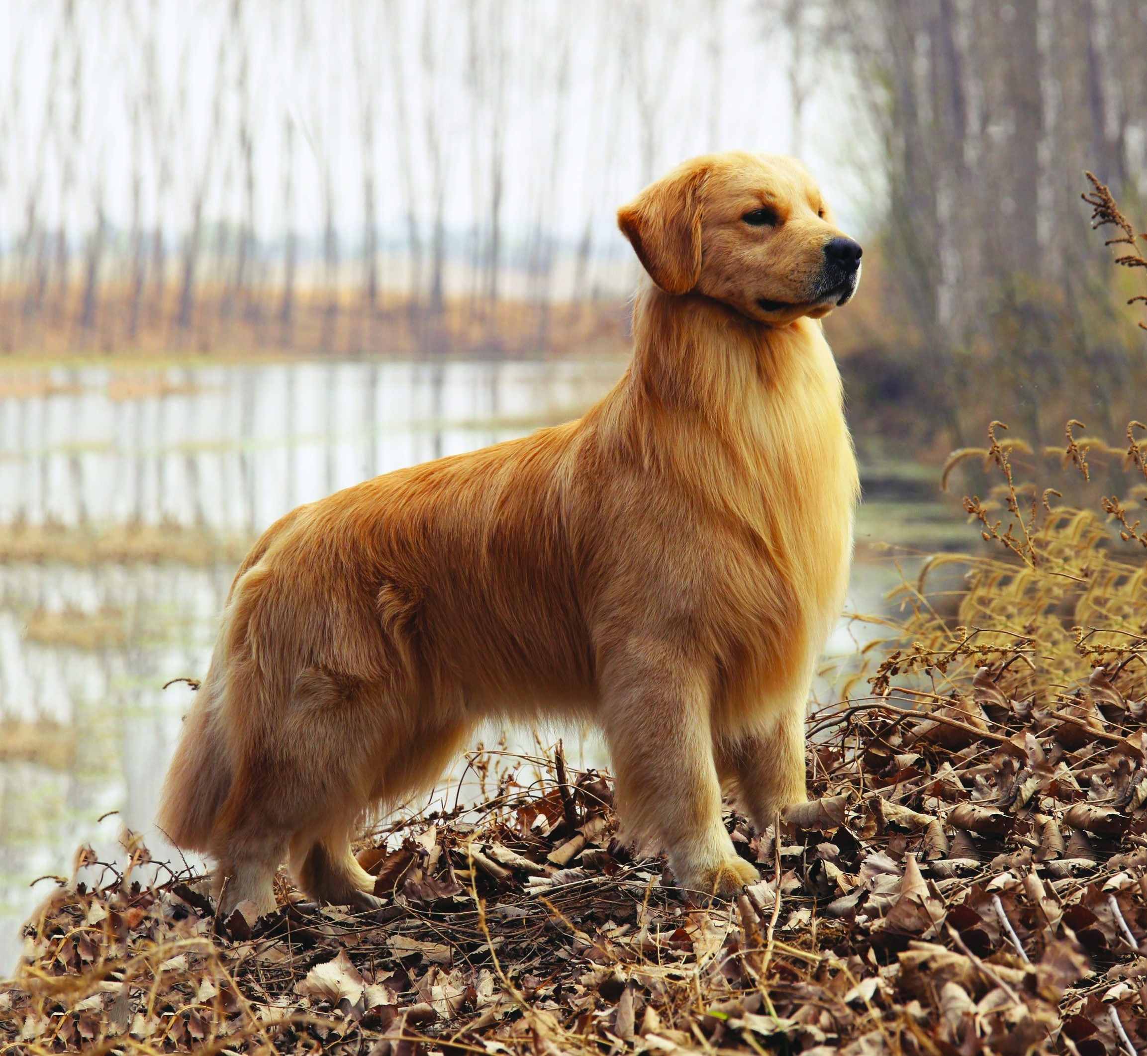 Golden Retriever | BULB - Golden Corral Is Getting A Drive-thru And Counter Service.