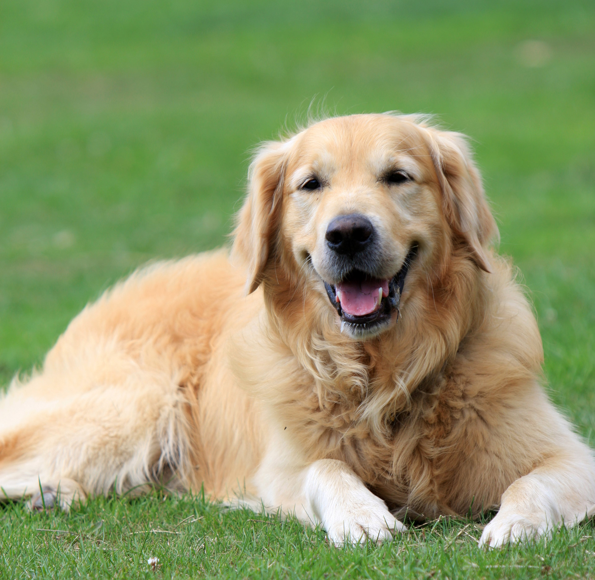 Golden Retriever Dog Free Stock Photo - Public Domain Pictures - Golden Revive Reviews Bbb Consumer Reports