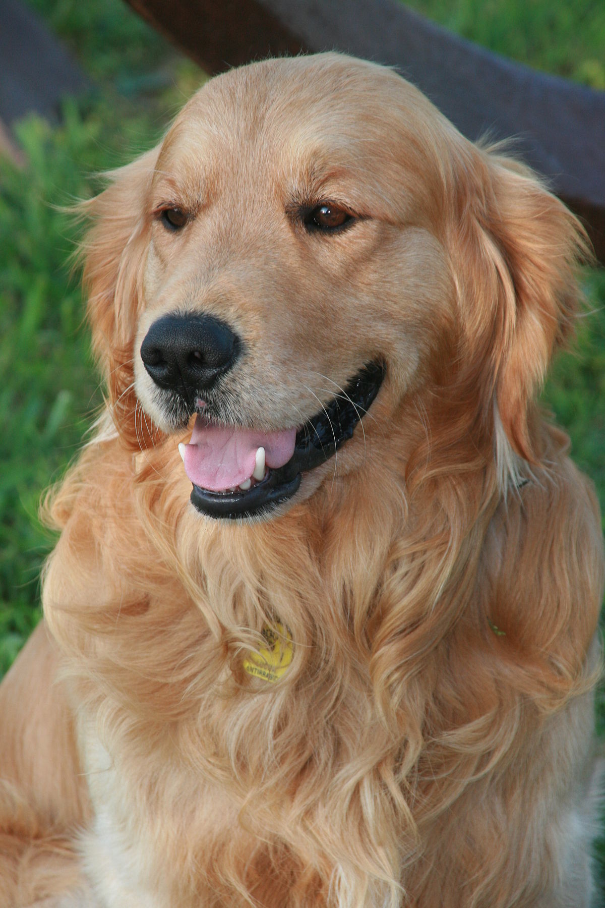 Golden retriever – Wikipédia, a enciclopédia livre - Golden Revive Reviews Bbb Consumer Reports