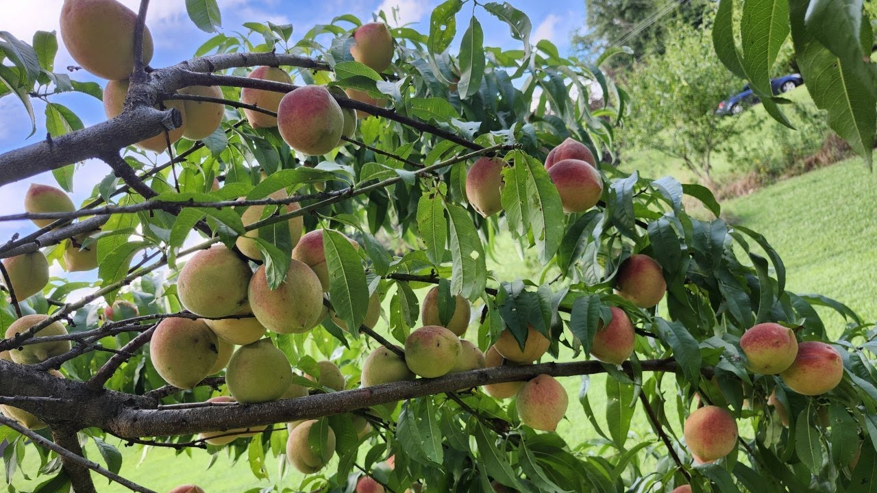 Gonna Eat a Lot of Peaches... - YouTube - Moving To The Country Eat A Lot Of Peaches