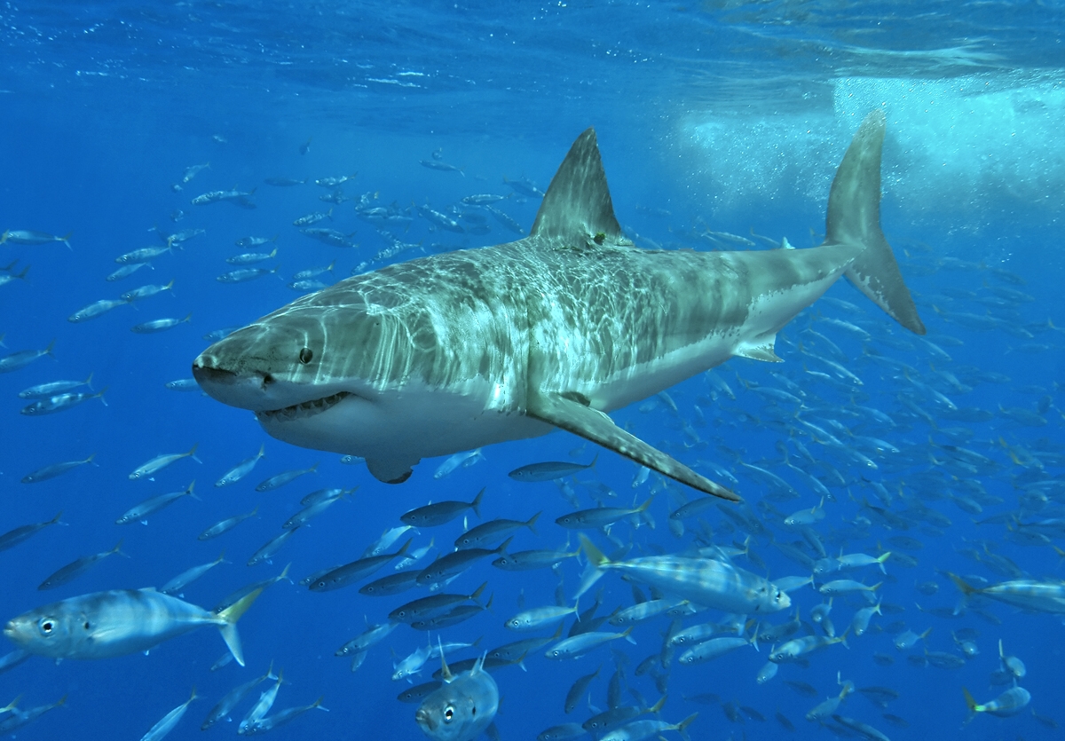 Great white shark - Wikipedia - Shark Tank Skin Tag Remover Where To Buy Amazon