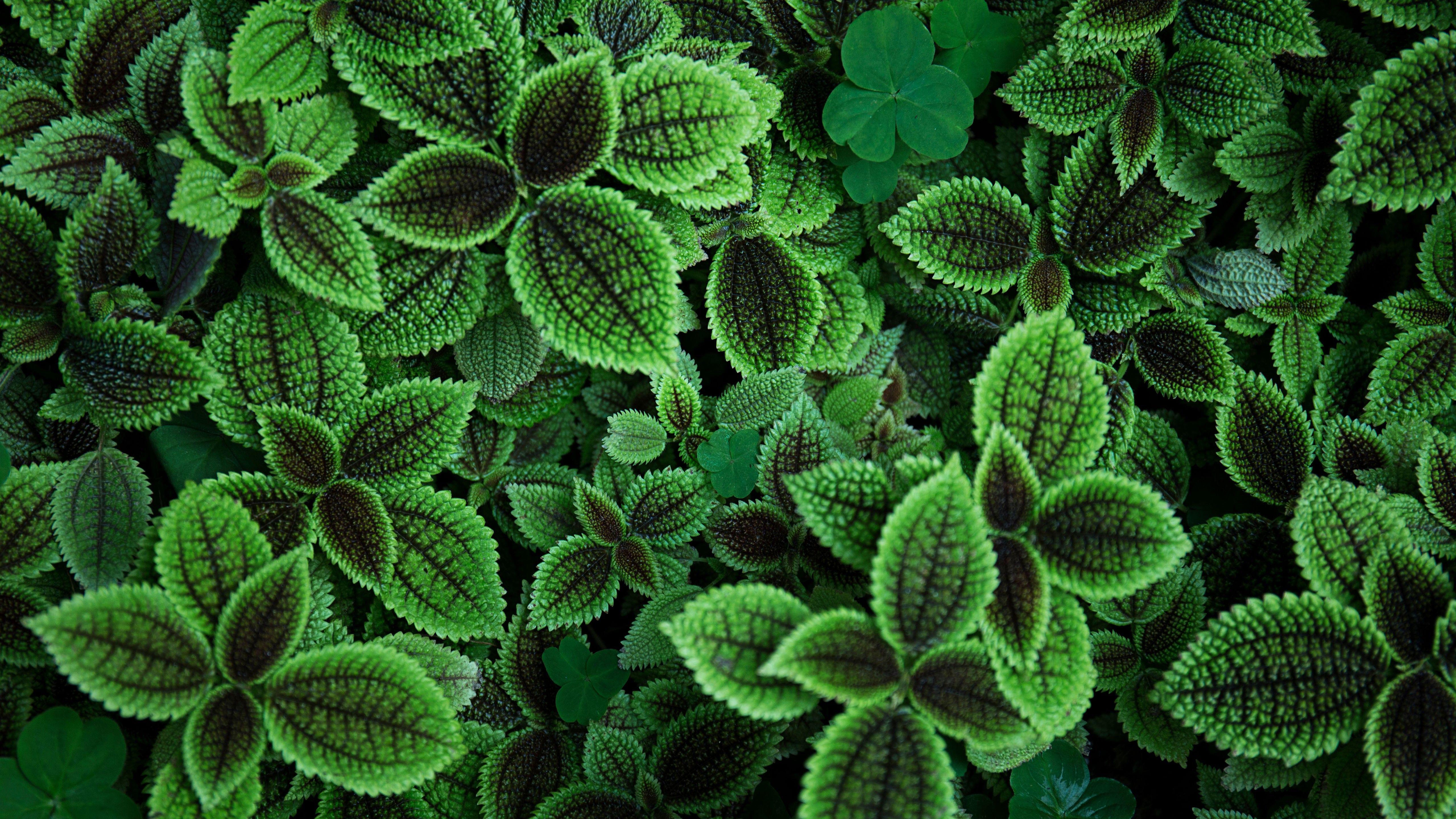 Green 4K Wallpapers - Top Free Green 4K Backgrounds - WallpaperAccess - Green Tree Medicinals Of Longmont Longmont Co