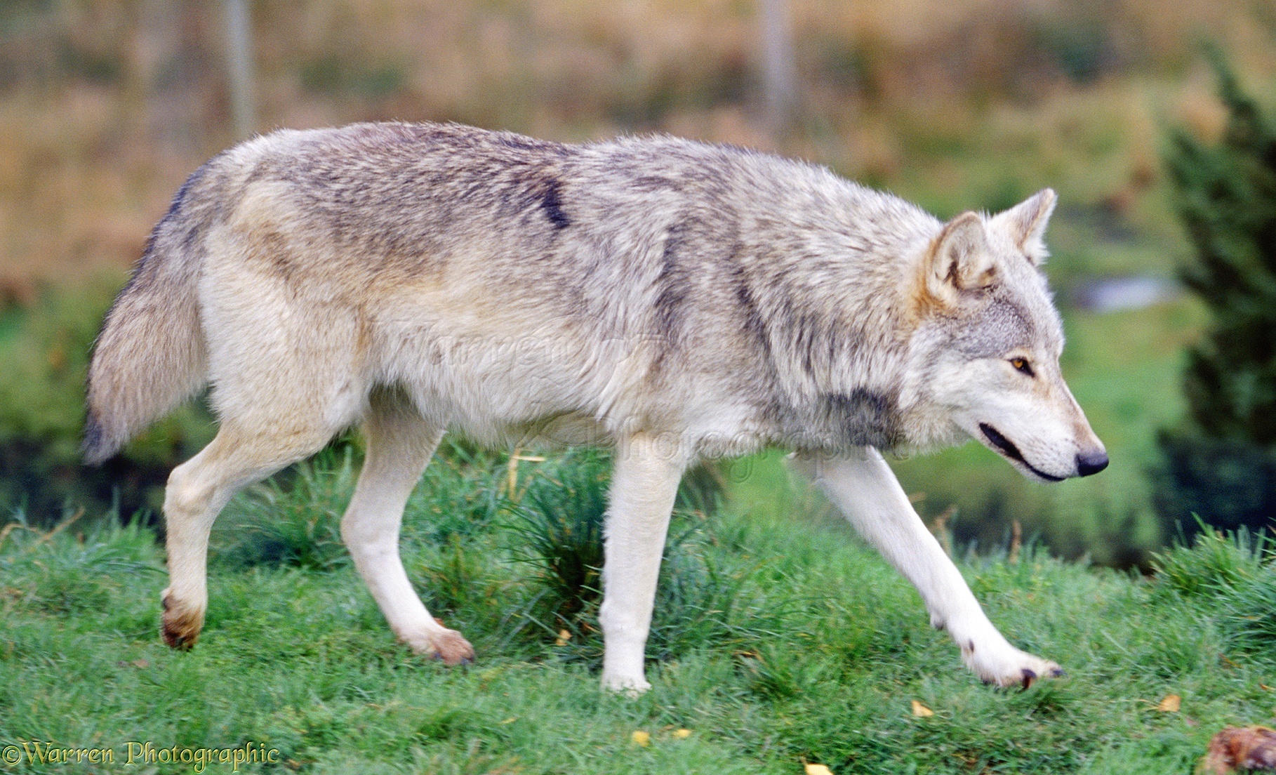 Grey Wolf photo WP03981 - Wolf Gold Free Spins No Deposit