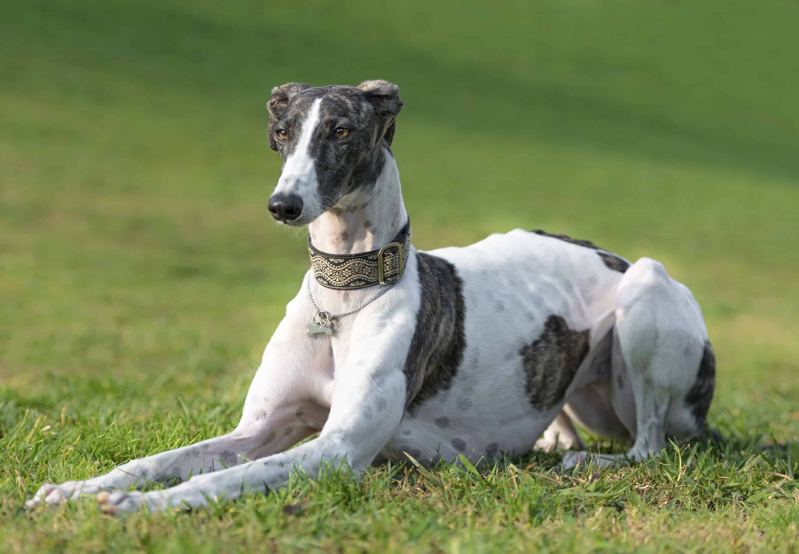 Greyhound Dog Breed History, Characteristics & Basic Facts - Greyhound Chromatography And Allied Chemicals Ltd