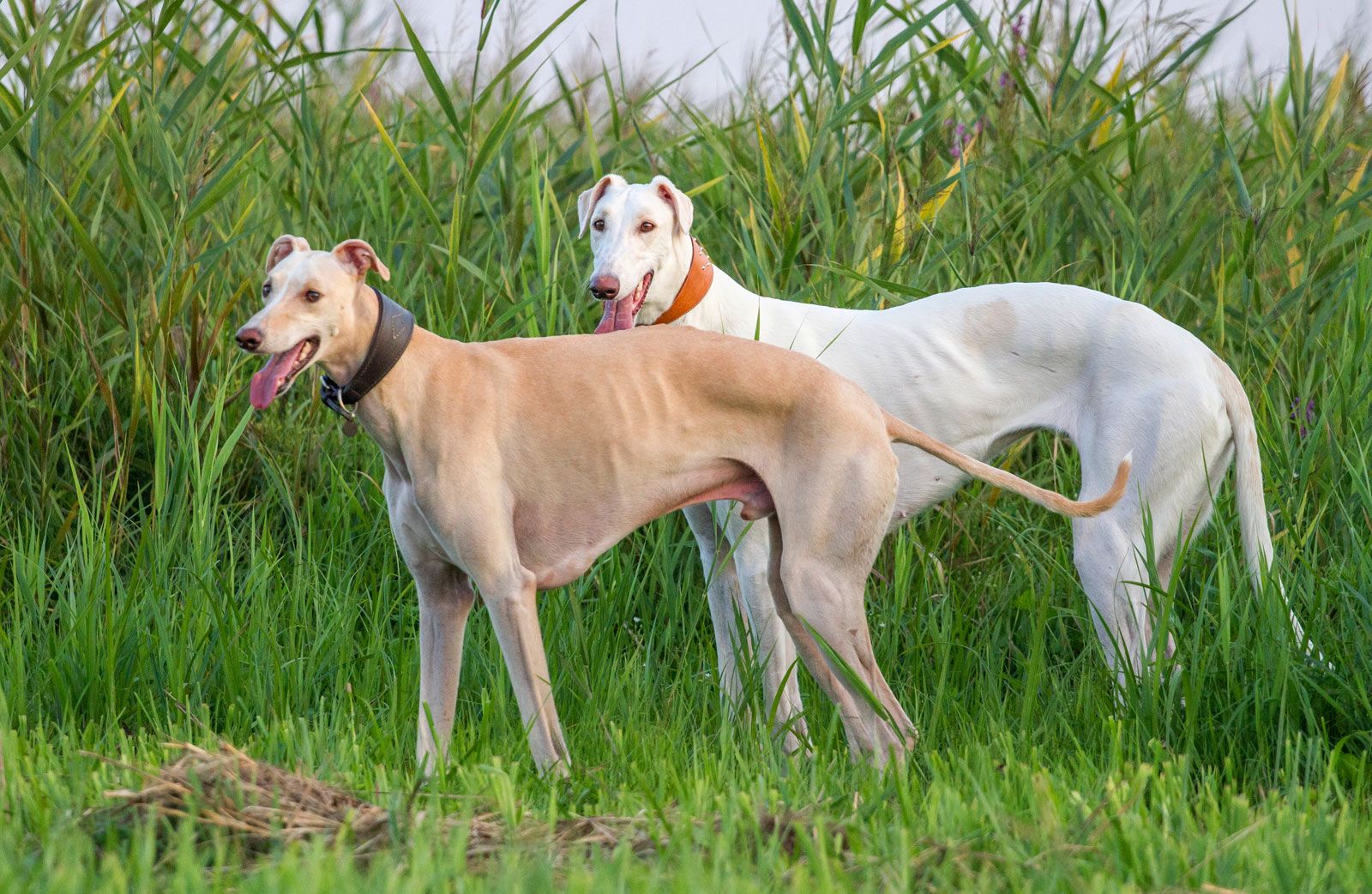 Greyhound Chromatography And Allied Chemicals Ltd