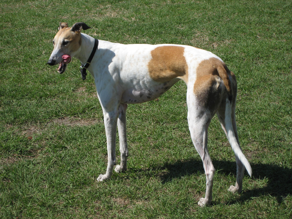 Greyhound - Wikipedia - Greyhound Chromatography And Allied Chemicals Ltd