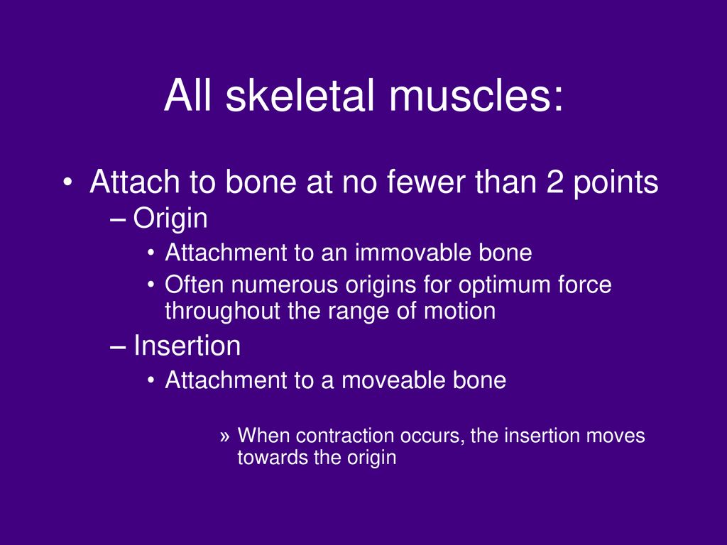 Gross Anatomy of Muscle - ppt download - Attaches Bones To Bones And Muscles To Bones