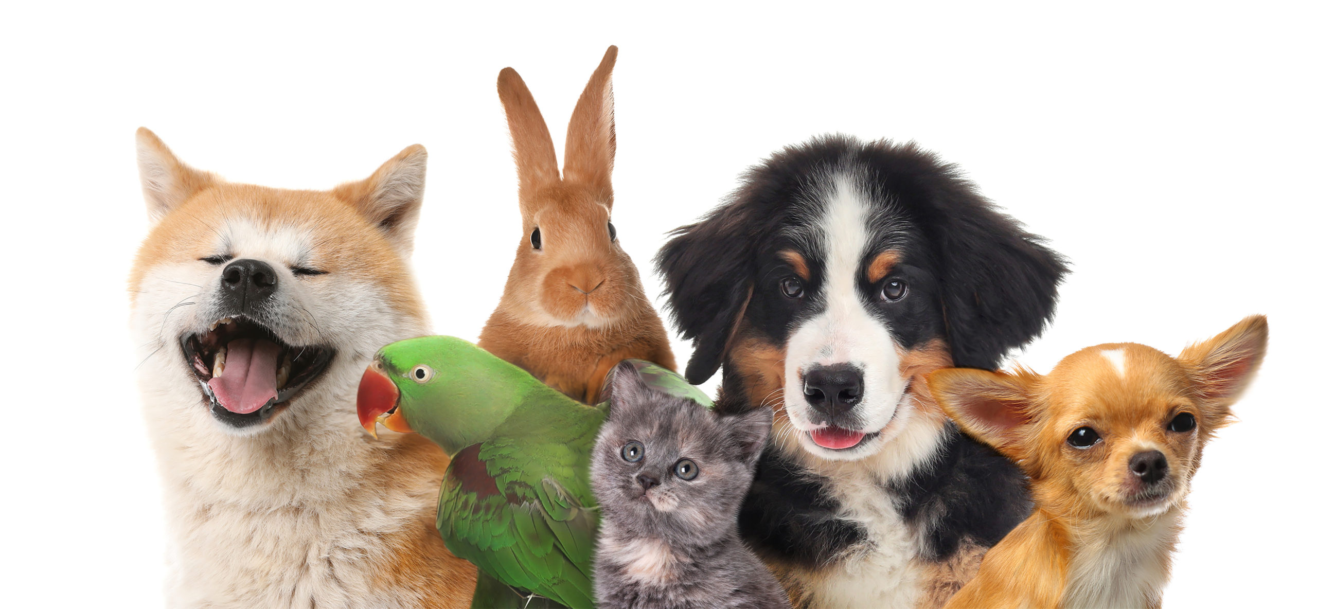 Group of cute pets on white background | Pets & Animals - Pet Zone Smart Scoop Automatic Litter Box