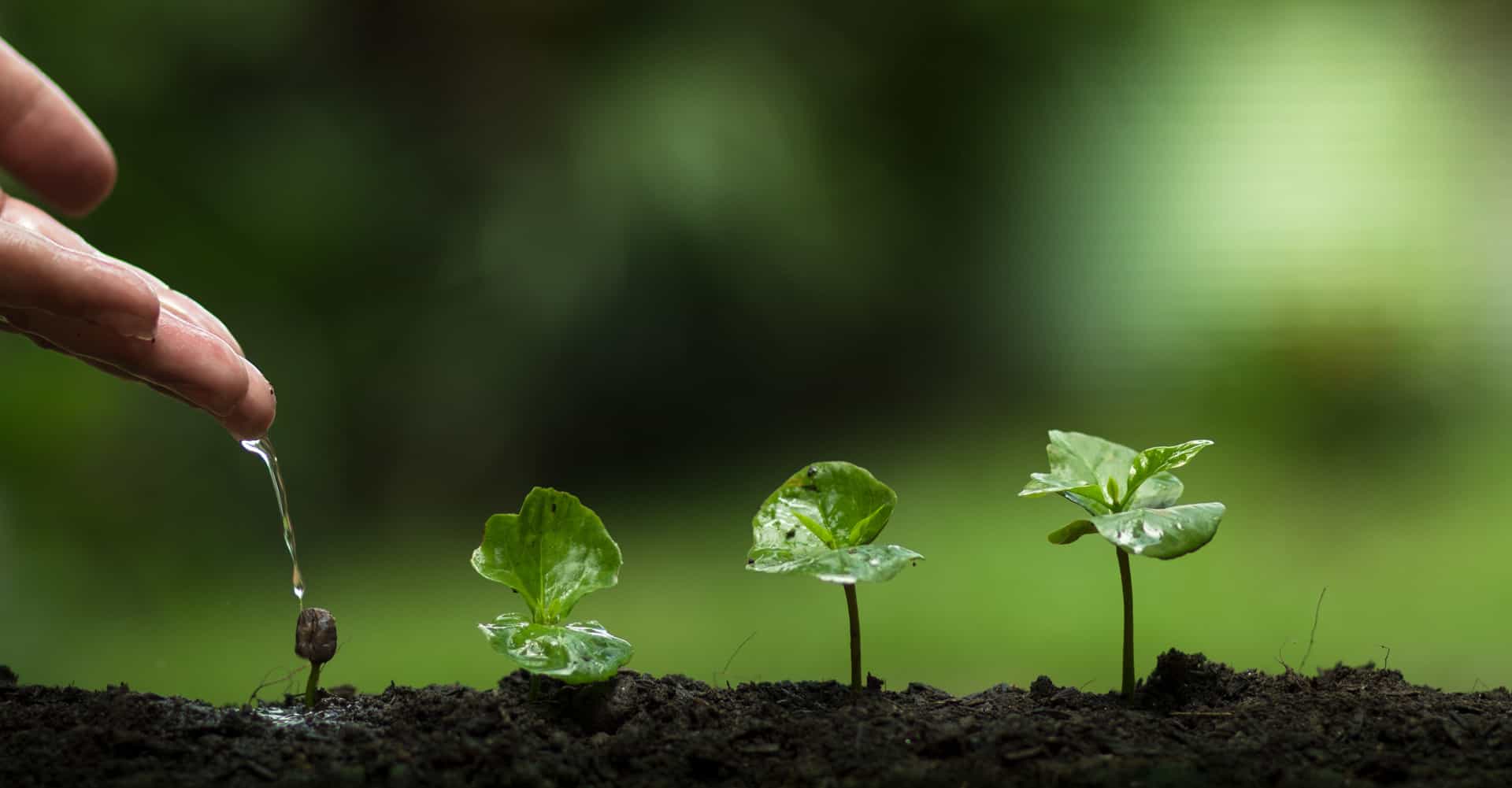 Grow - How To Grow Marijuana Indoors Under Lights