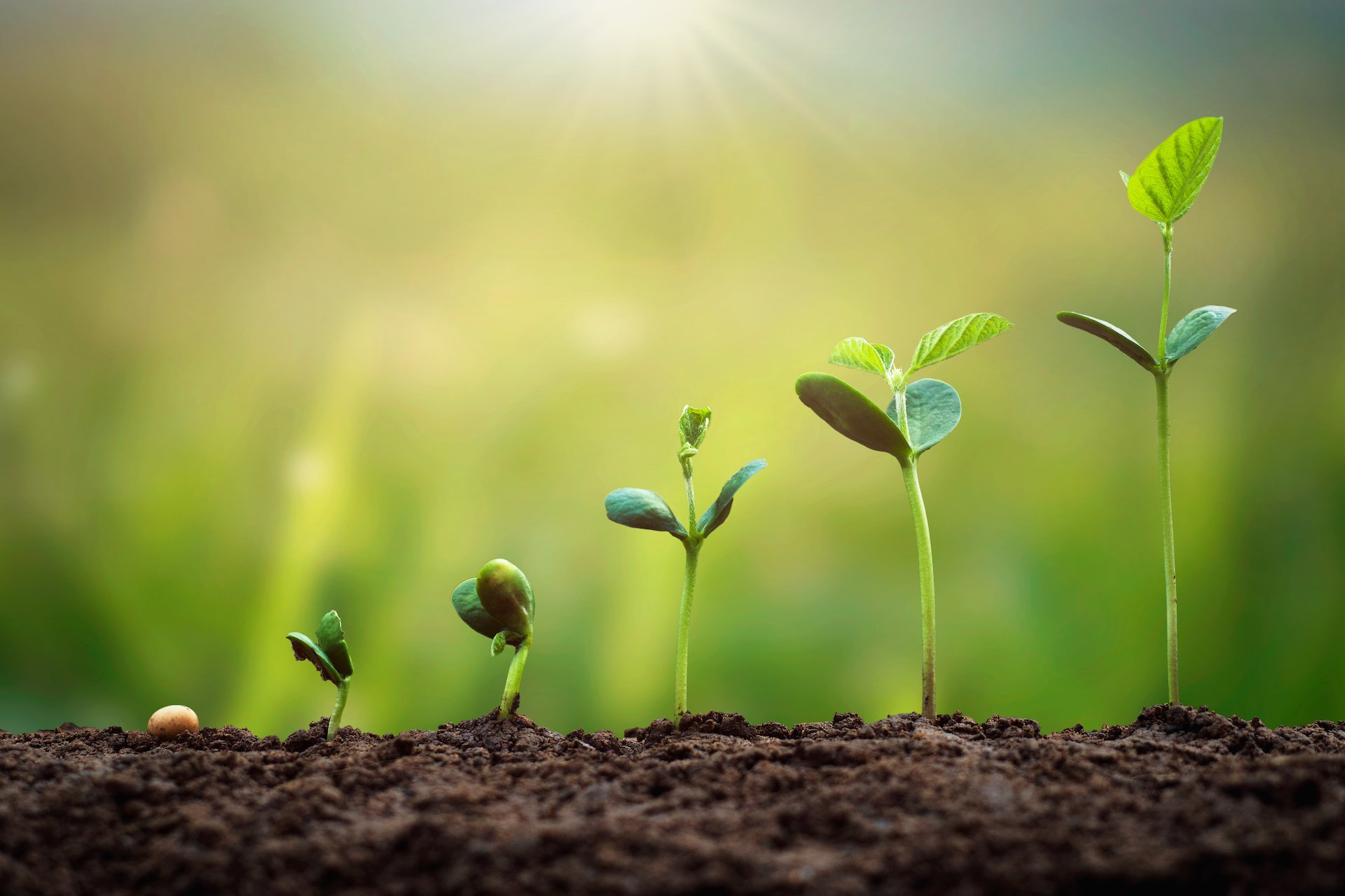 Grow Your Home and Garden eCommerce Business with These Tips - How To Grow Marijuana Indoors Under Lights