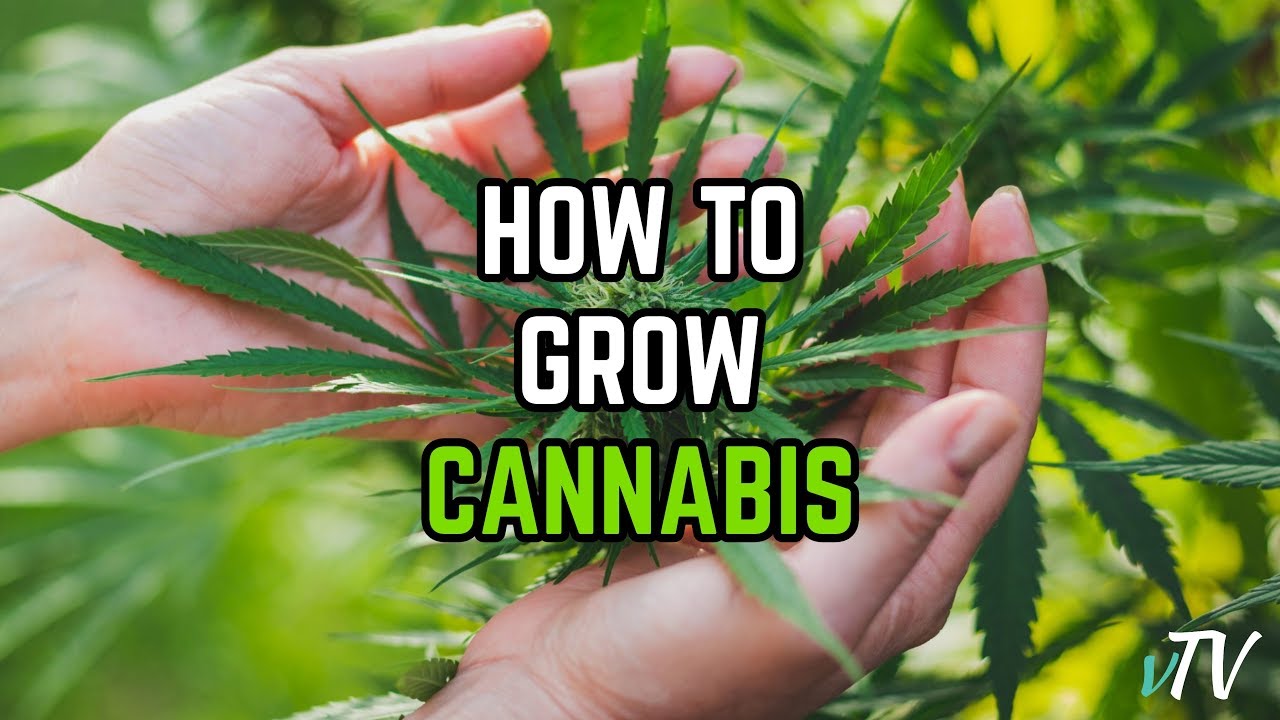 Growing Marijuana For Beginners Step By Step