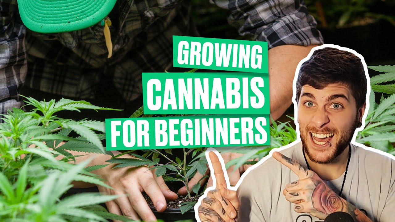 Growing Cannabis For Beginners - YouTube - Growing Marijuana For Beginners Step By Step