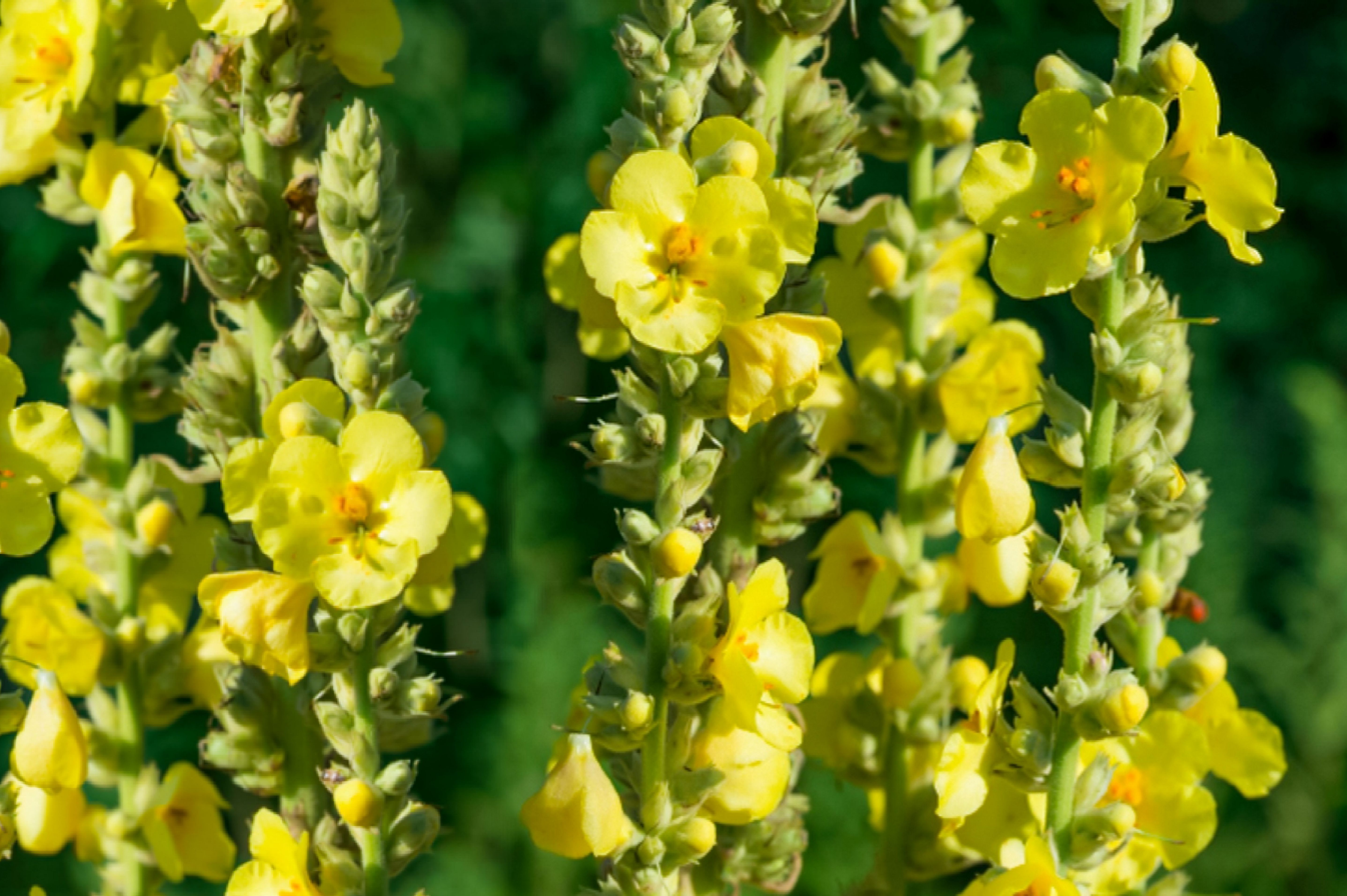 Mullein Elderberry Peppermint Echinacea Manuka Honey