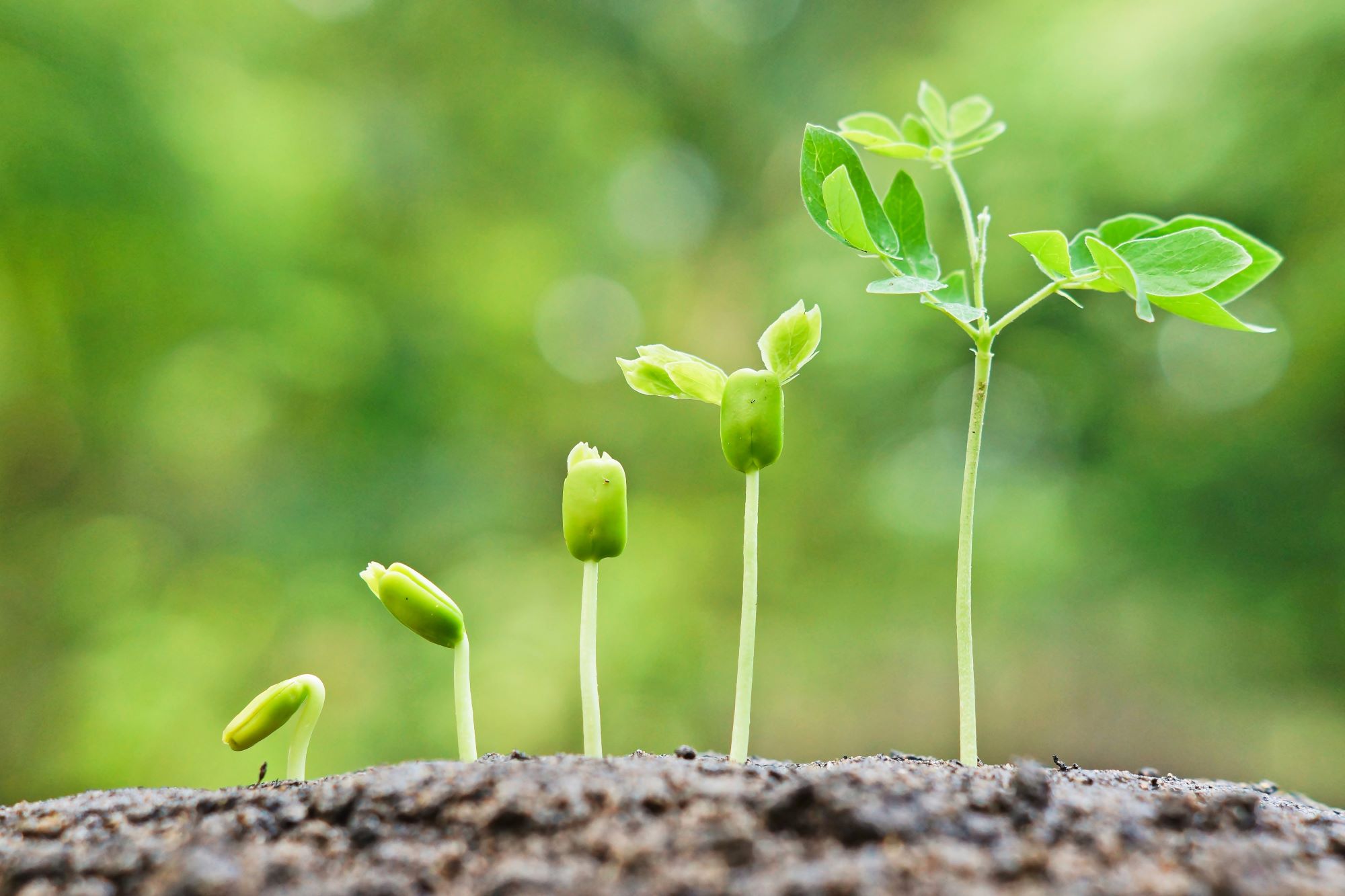 Growth Leadership or BAU Management? - Career Life Transitions - Can Growth Factors In Skin Care Cause Cancer