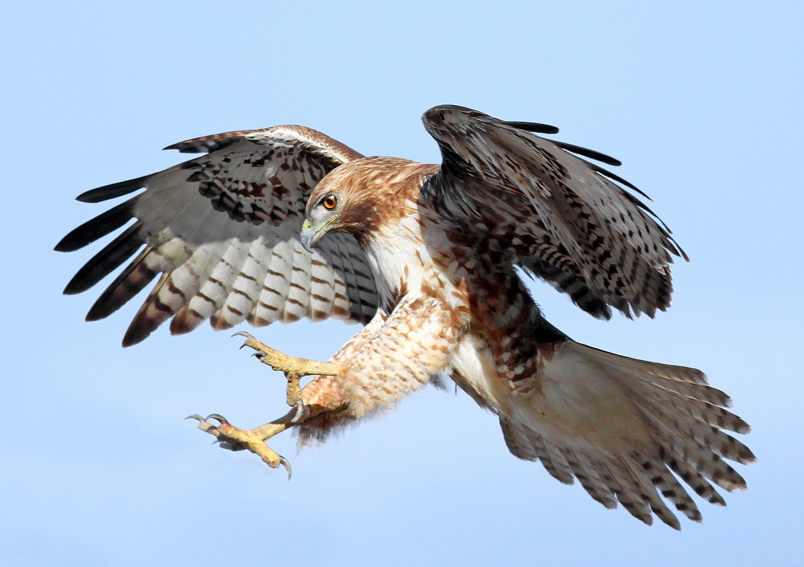 Hawk | Types, Diet, & Facts | Britannica - Hawks View Golf Lake Geneva Wi
