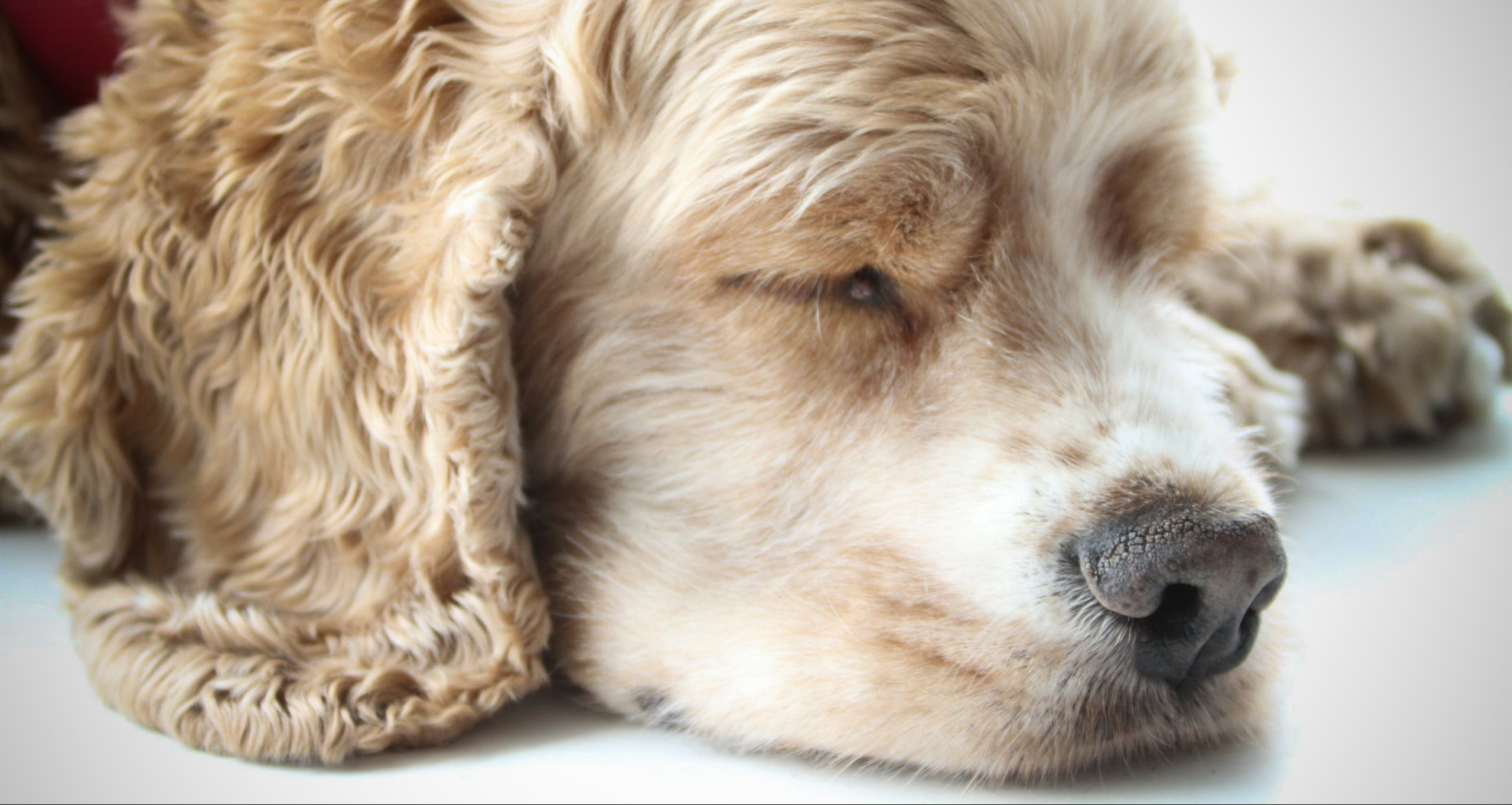 Will A Second Dog Help With Separation Anxiety