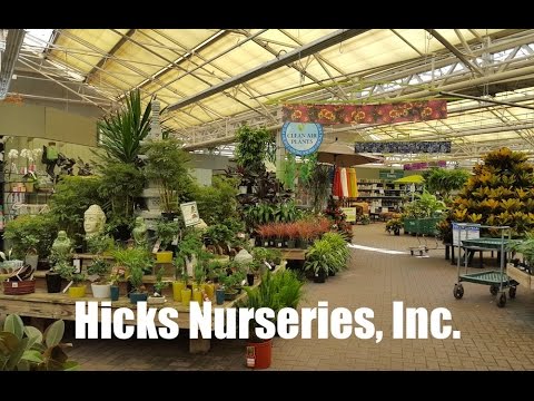 Hicks Nurseries Inc. Jericho Turnpike Westbury Ny