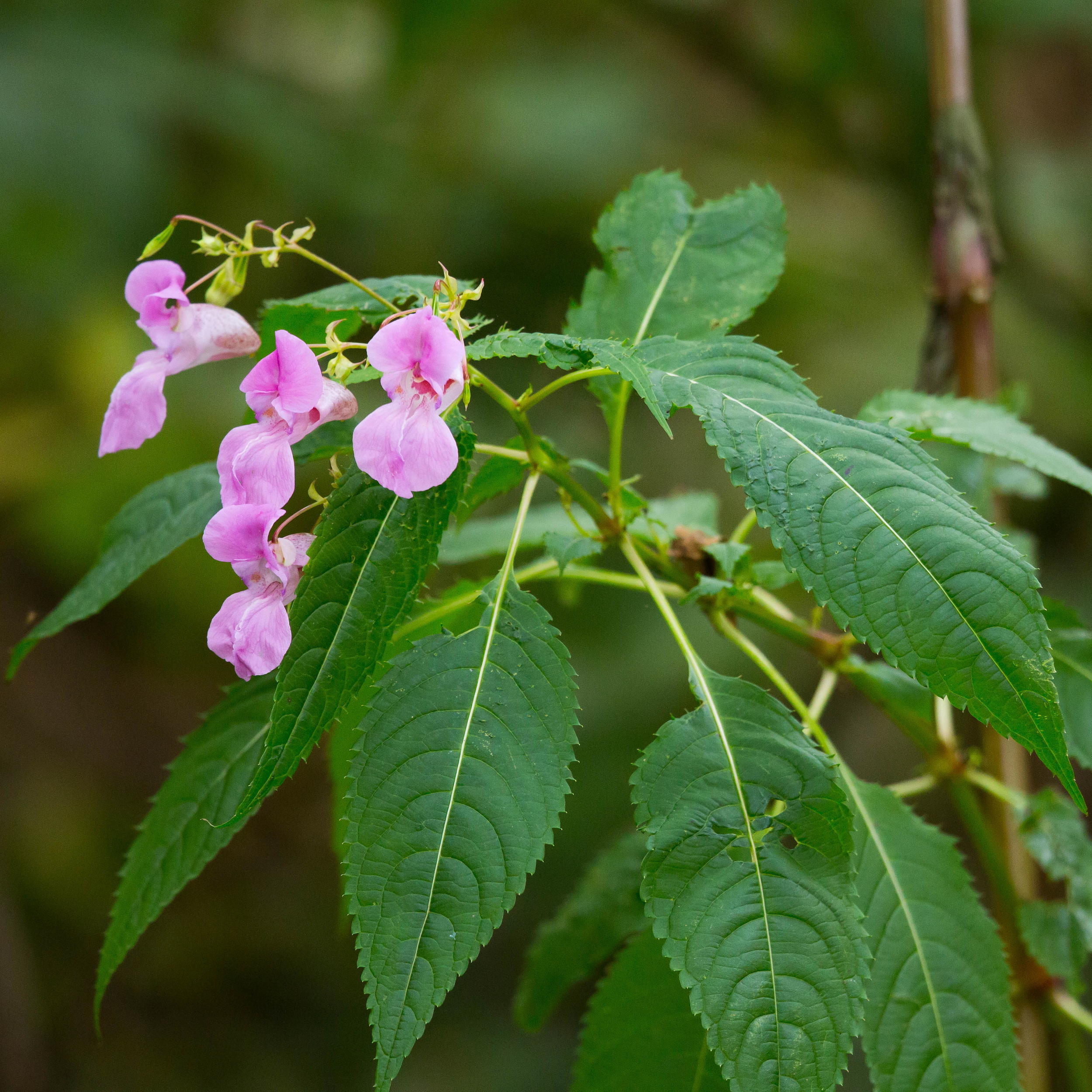 Himalayan Balsam - People and Nature - Balsam Hill Christmas Tree Black Friday Sale