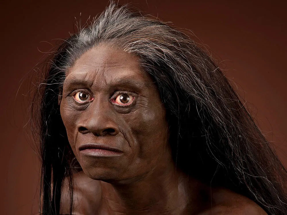 Homo Sapiens Evolution Timeline - Human Hair Wigs For Older Ladies