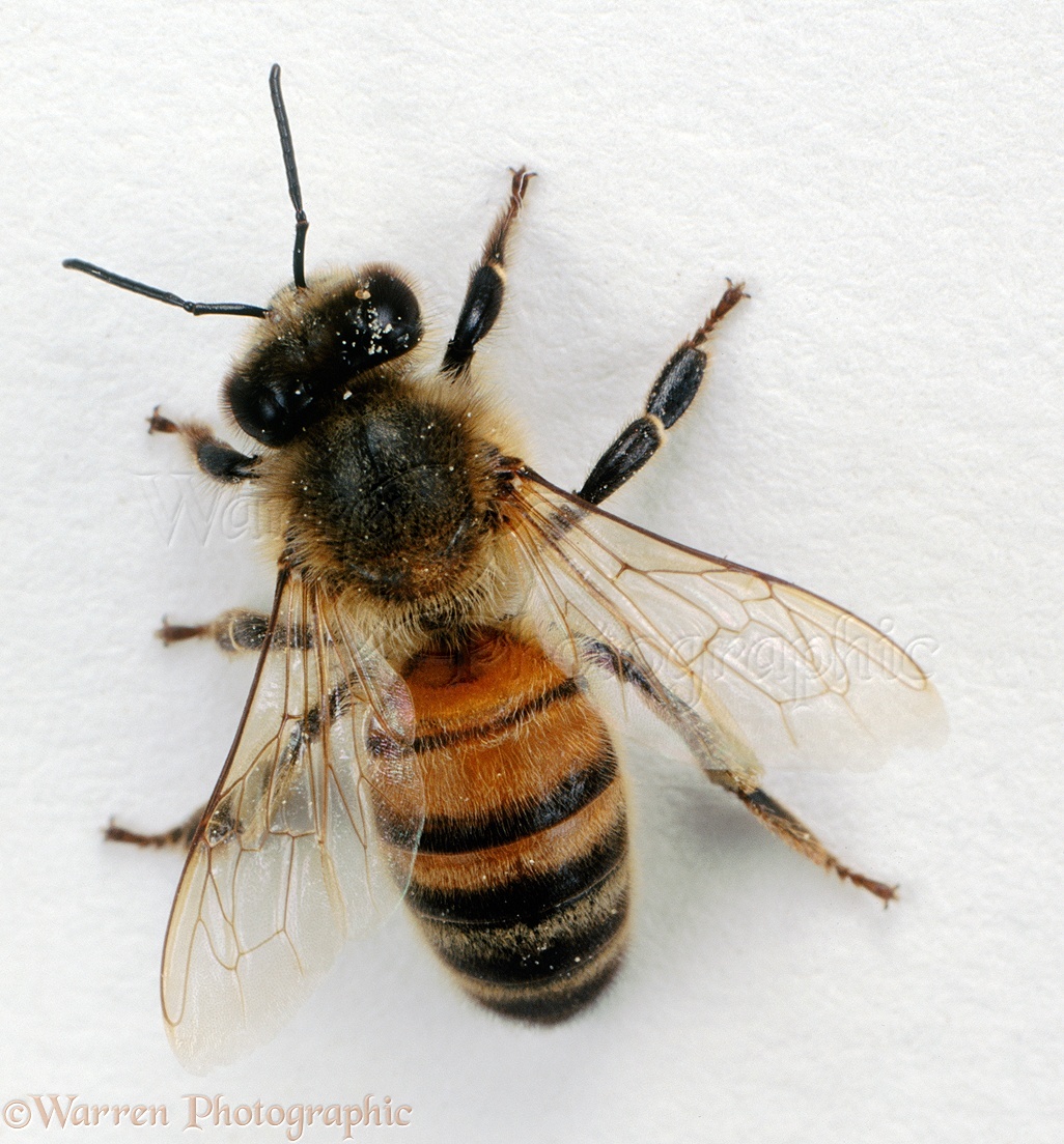 Honey Bee from above photo - WP01314 - Bee Venom Skin Tag Remover Reviews Consumer Reports