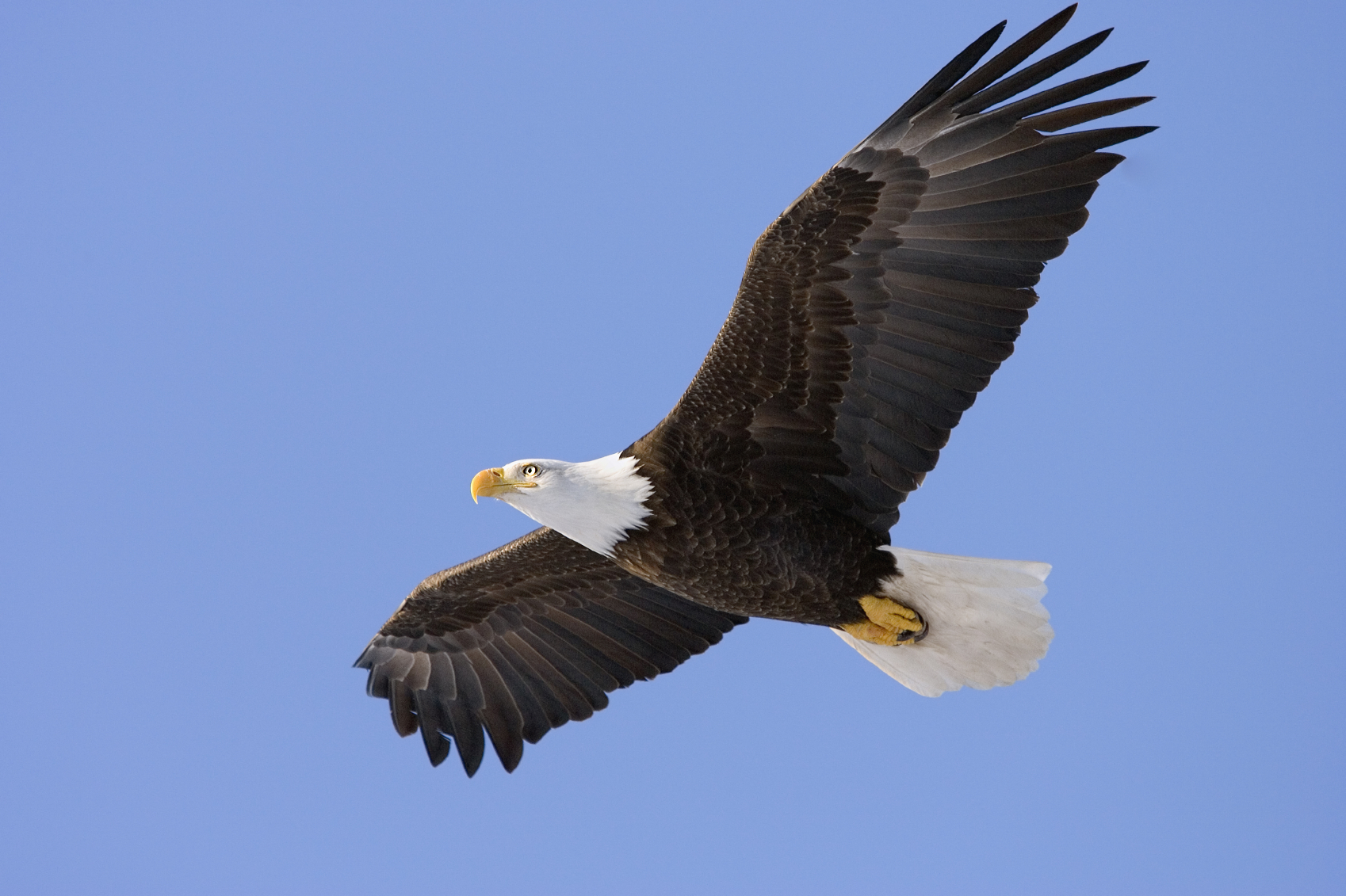 How Did You Learn to Soar? - Soaring Eagle Online Casino No Deposit Bonus Codes