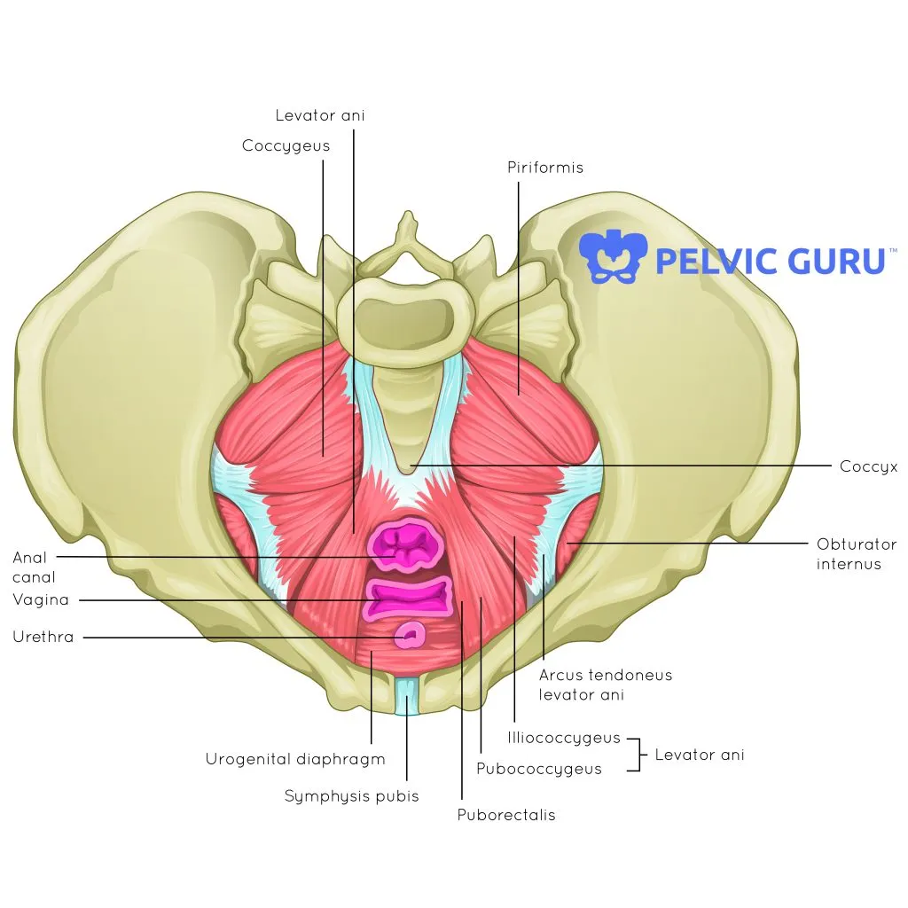 How do I know if I have pelvic floor dysfunction? - Hudson Valley - Pelvic Floor Strong Reviews Consumer Reports