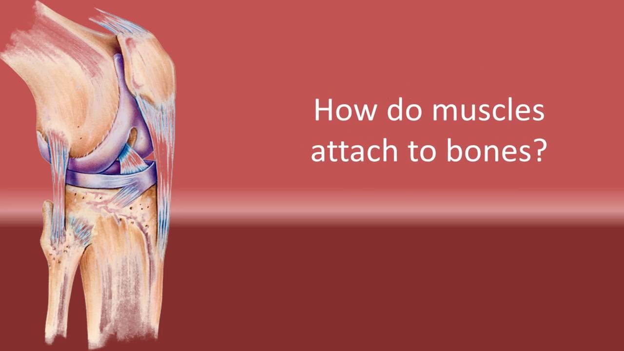 Attaches Bones To Bones And Muscles To Bones