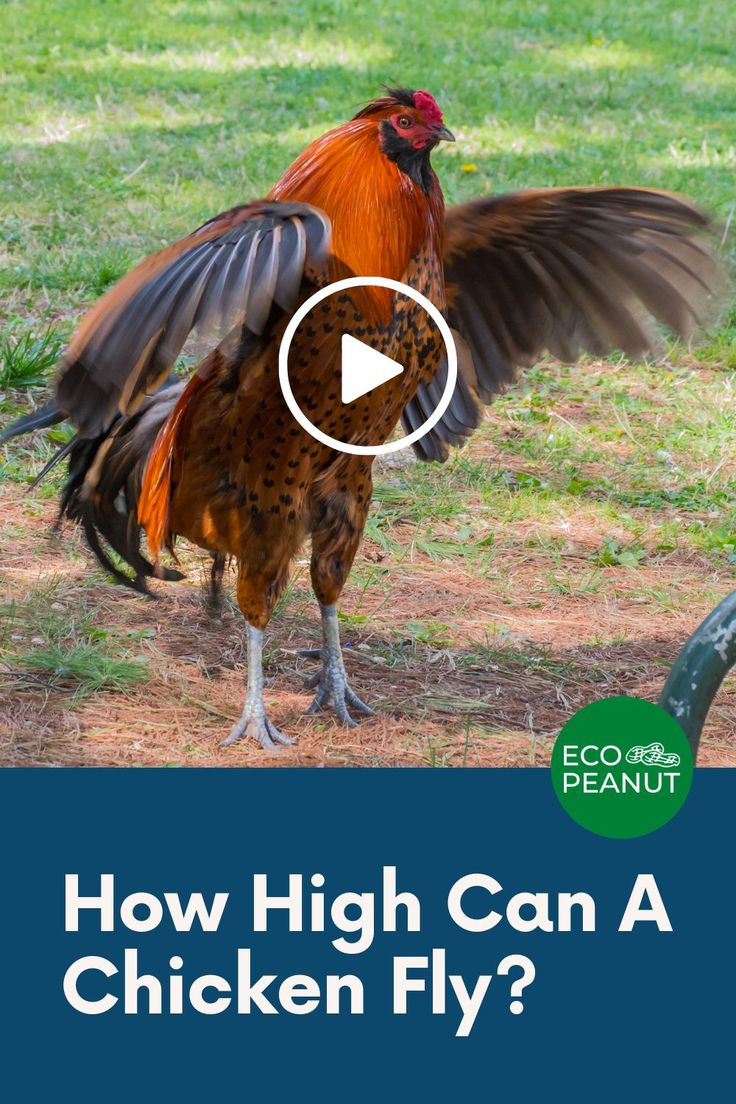 How High Can A Chicken Fly? | Chickens backyard, Pet chickens, Chicken - How High Should A Chicken Run Be