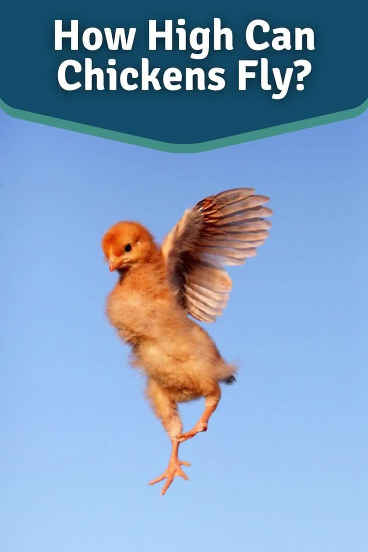 How High Should A Chicken Run Be