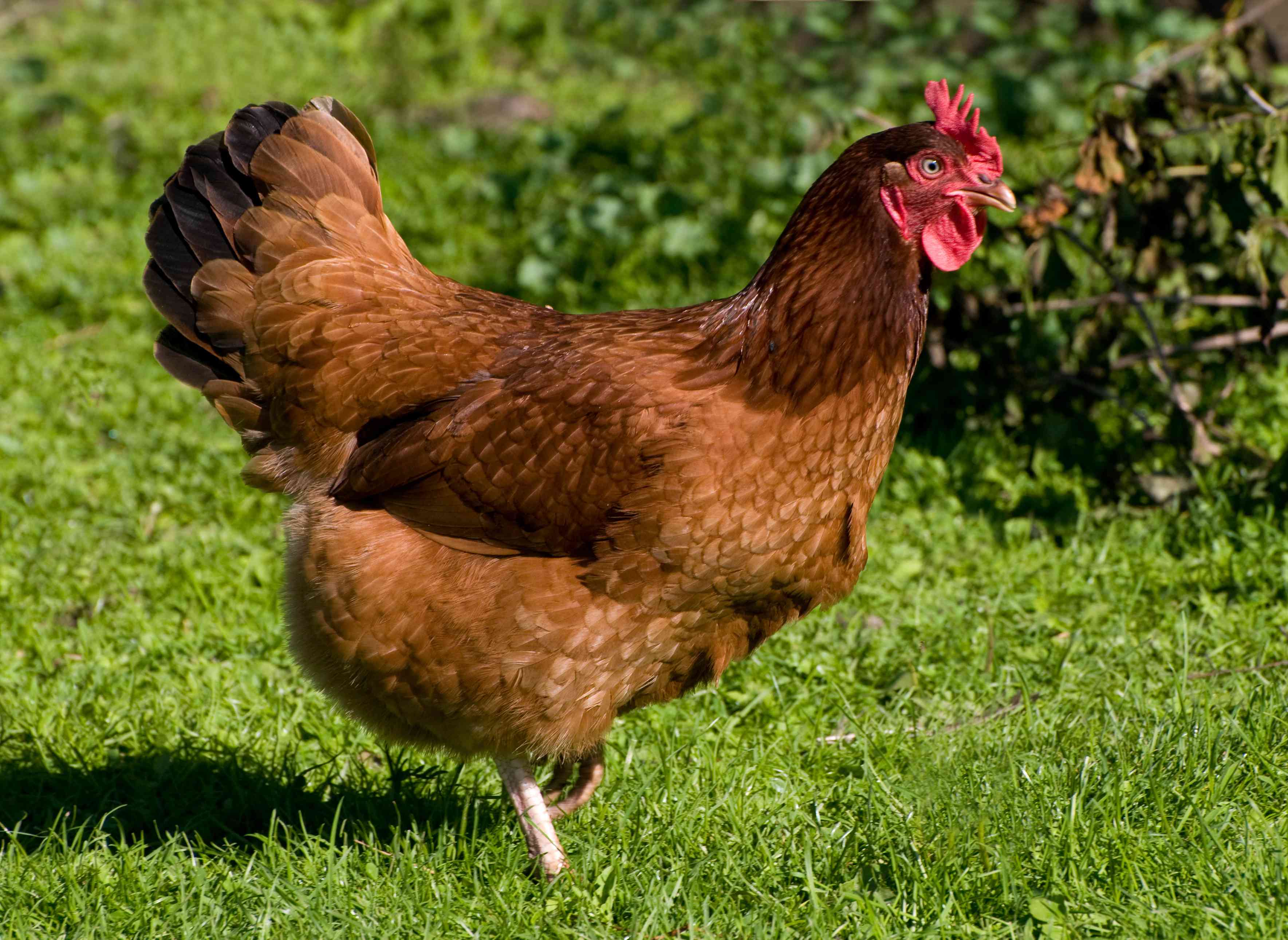 How Long Do Chickens Live? - Chicken Soup For The Soul Entertainment Stock