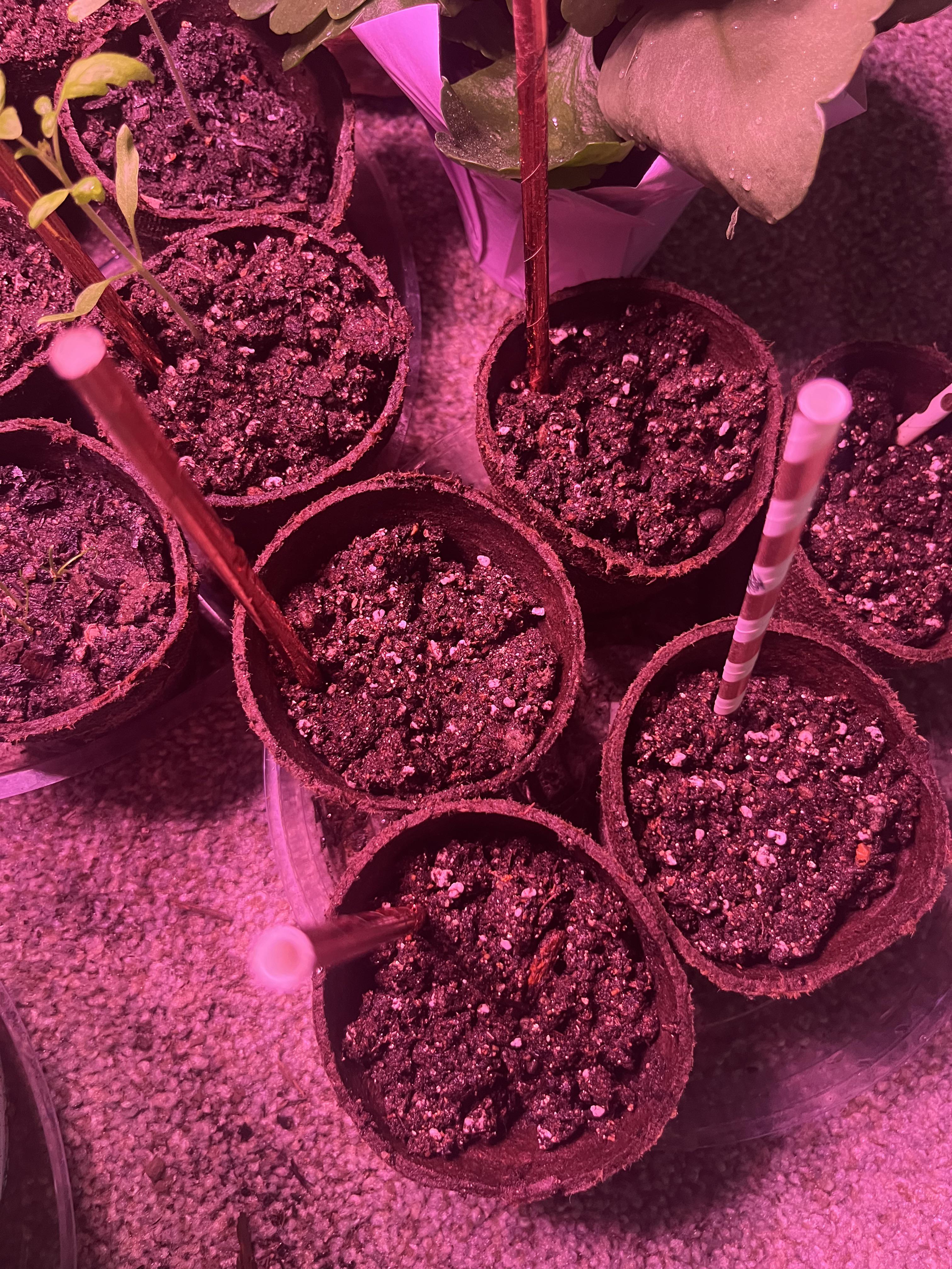 How Long Do Seeds Take To Sprout