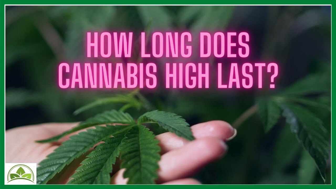 How long does cannabis high last - YouTube - How Long Does Weed Pen High Last