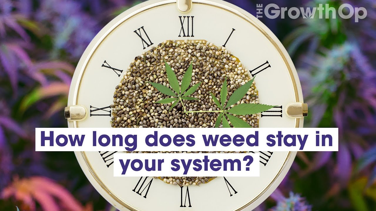 How Long Does Weed Stay Good For
