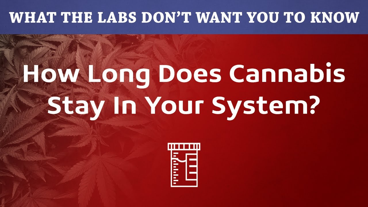 How Long Does THC Cannabis Weed Stay In Your System - YouTube - How Long Does Weed Smell Linger